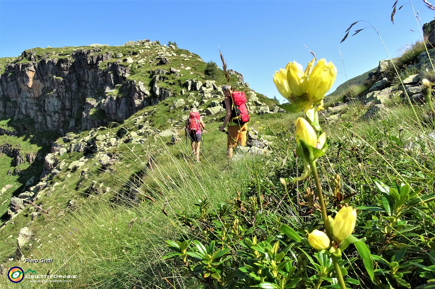 26 Genziana puntata (Gentiana punctata).JPG